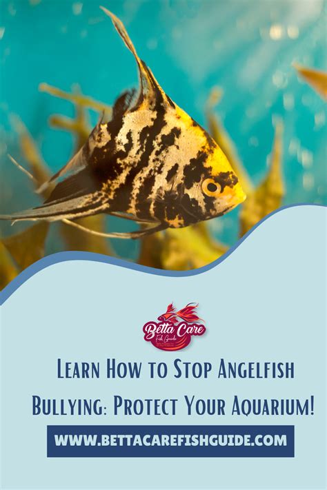 how to stop angelfish bullying other fish|How to Stop Angelfish Bullying Other Fish .